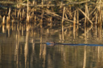 Beaver